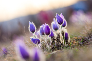 pulsatilla grandis flowers on the spring meadow. Beautiful spring blossoms in the sunset colors.