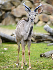 Tragelaphus strepsiceros, Damaliscus pygargus phillipsi