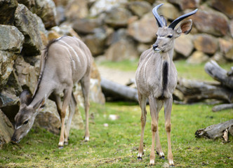 Tragelaphus strepsiceros, Damaliscus pygargus phillipsi