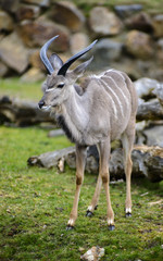 Tragelaphus strepsiceros, Damaliscus pygargus phillipsi