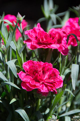 Turkish carnation flower