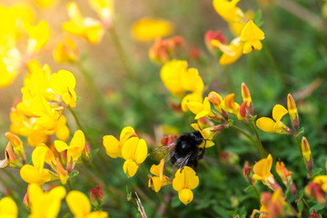 Bumblebee on a flower