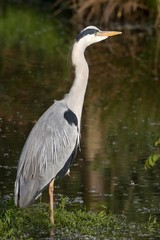 Graureiher im Wasser 15