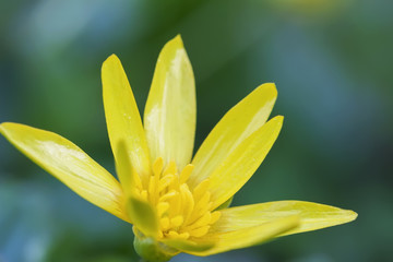 Fototapeta premium Gagea lutea. Blooming flowers of the yellow star-of-Bethlehem close-up, first spring flowers, selective soft focus