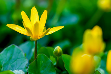 Blooming Yellow Star-of-Bethlehem, Gagea lutea. Macro. Spring natural green spring background, selective focus, copy space