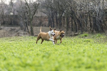 Obraz na płótnie Canvas amstaff dogs running in garden