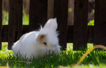 Little White Rabbit