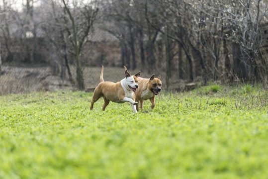 amstaff dogs running in garden
