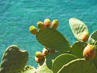 Cactus pear Opuntia pads sea