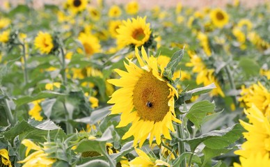 Yellow sunflower in field