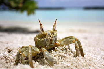 A large crab crawled out on a white sandy beach on a sunny day on the maldives kuramathi island with the blue sea and sky backgroung