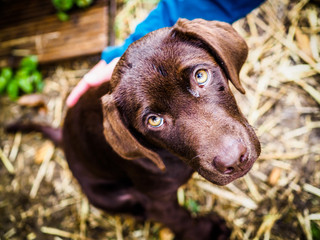 portrait of a small cute purebred brown puppy labrador outdoor in nature