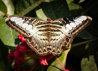 butterfly in hanoi