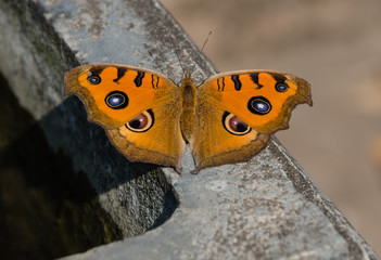 butterfly in hanoi