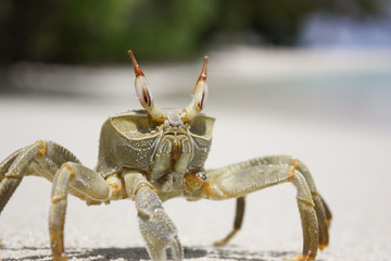 A crab crawled out on a white sandy beach on a sunny day on the maldives kuramathi island with the blue sea backgroung