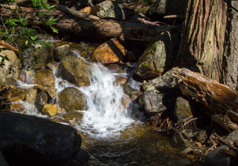 Rushing water through the trees