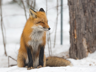 Red Fox - Vulpes vulpes, healthy specimen in his habitat in the woods, sits down and seems to pose...