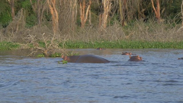 Hippos wallowing near the lake shore 
