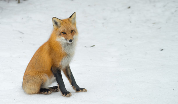 Red Fox - Vulpes vulpes, healthy specimen in his habitat in the woods, sits down and seems to pose for the camera.  