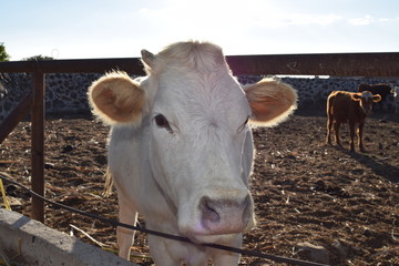 Portrait of white cow in a sunset