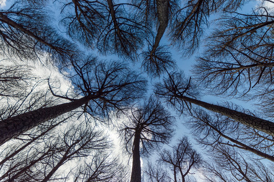 Vista dal basso degli alberi della pineta