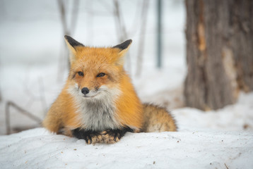 Red Fox - Vulpes vulpes, healthy specimen 
In his habitat in the woods, relaxes, lays down and seems to pose for the camera.