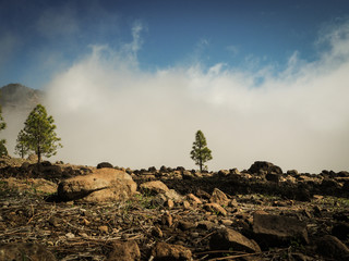 green canaries countryside with trees and cactus outside for hiking in nature