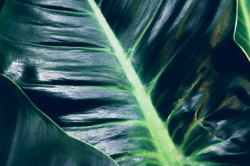 Green tropical leaf background. Glossy plant texture. Organic cosmetics.