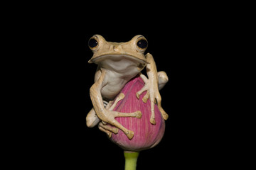 Fototapeta premium Eared frog sitting on bud with black background, frog, animal, tree frog