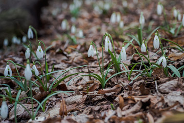 Galanthus, snowdrop three flowers against the background of trees.