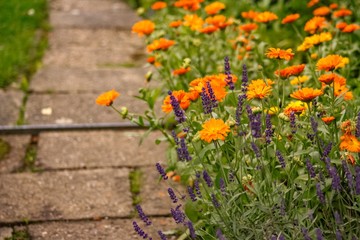blume, blume, natur, garden, pflanze, green, frühling, orange, gelb, blühen, ringelblume, aufblühen, feld, sommer, schönheit, floral, flora, rot, pink, gartenarbeit, bunt, farbe, hell, park