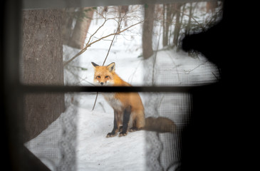 Red Fox - Vulpes vulpes, healthy specimen 
In his habitat in the woods, Seen through a back door cottage window , In his habitat woods, sits down, seems to wait . .