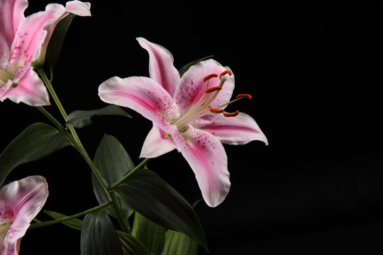 Fototapeta beautiful white pink lilies