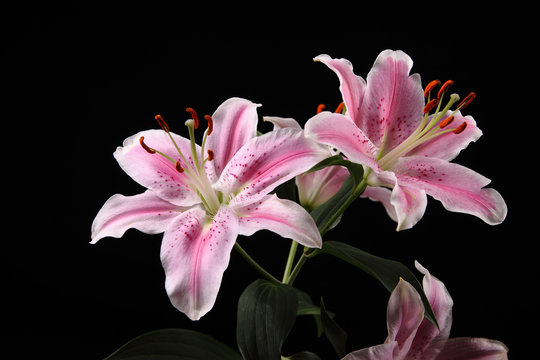 beautiful white pink lilies