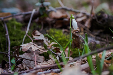 Galanthus, snowdrop three flowers against the background of trees.