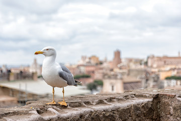 Seagull in Rome