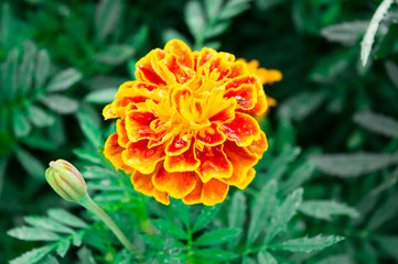 FLORES, FLOR, FLOR VERMELHA, FLOR LARANJA