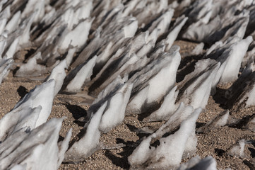 Ice formations in the Siloli desert of Bolivia near the Uyuni salt flat, South America.