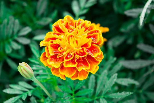 FLORES, FLOR, FLOR VERMELHA, FLOR LARANJA