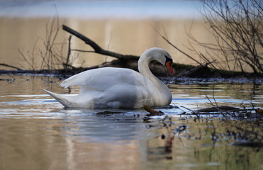 Schwan am Seeufer