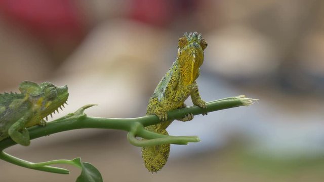 Two chameleons standing on a green twig