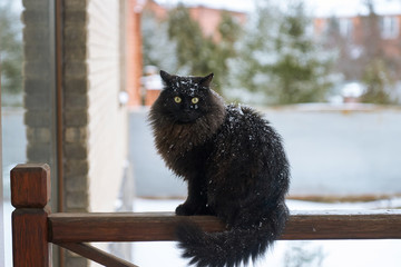 Black cat sitting on the porch
