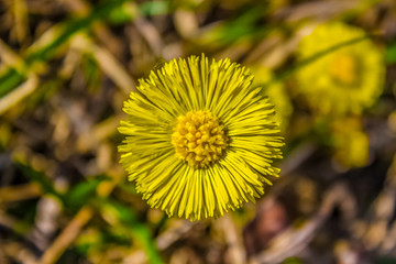 Yellow flower from above