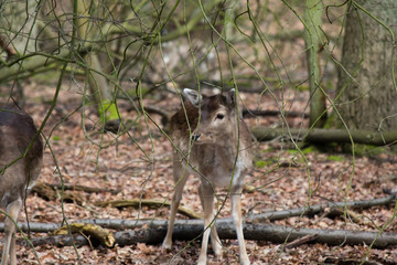 Fallow Deer Forest Spring Brown Grass Tree Leaves