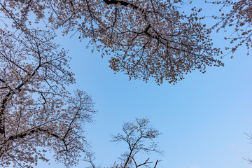 満開の桜　Cherry Blossoms