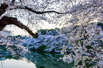満開の桜　Cherry Blossoms