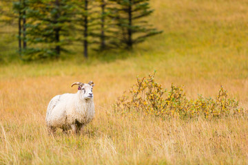 Icelandic Sheep