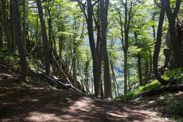 Obraz premium Hilltop forest views