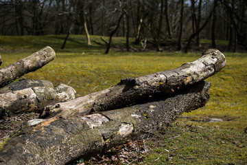 Fototapeta na wymiar Fallen Tree Log in Forest Sand Leafes Old Mossy Texture