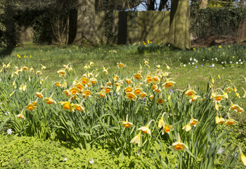 daffodils in a grass meadow